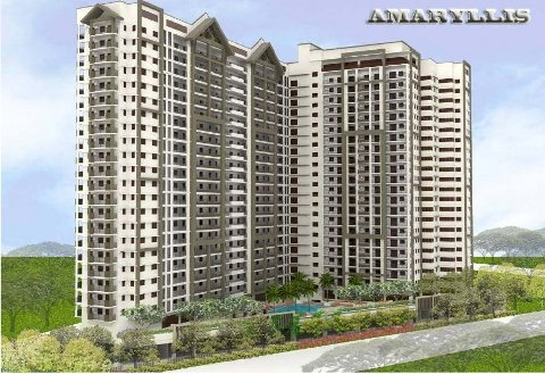 The Amaryllis Overview